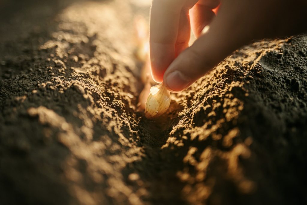 Panneaux osb fixés sur des solives avec joints décalés pour former un plancher stable
