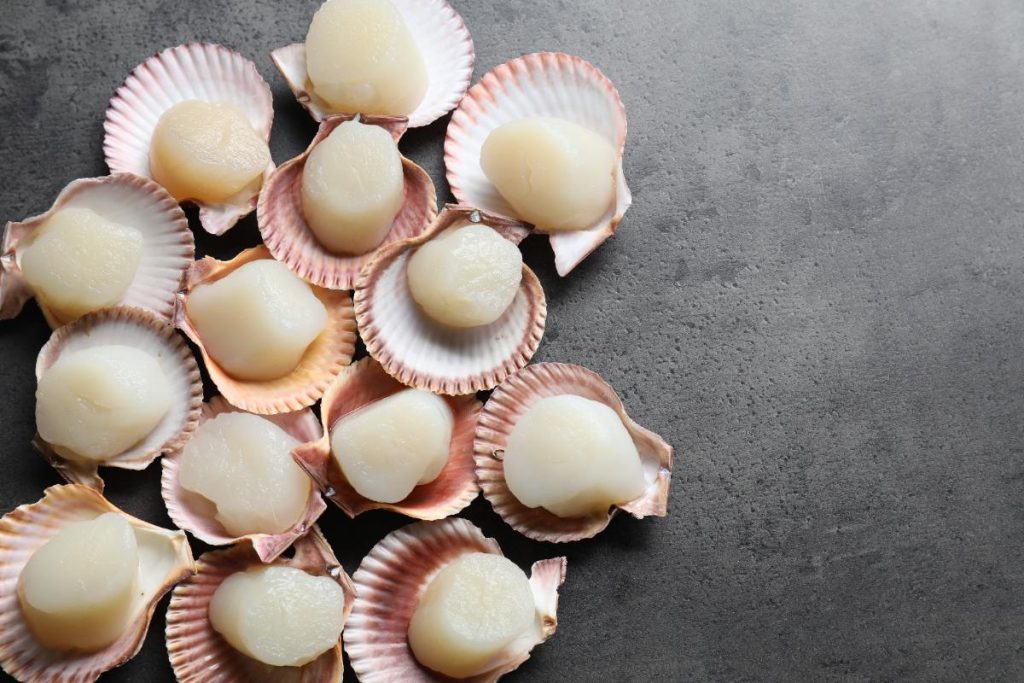 Des coquilles de Saint-Jacques crues