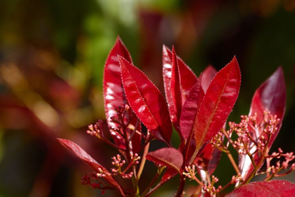 Des feuilles rouges de photinia dans le jardin