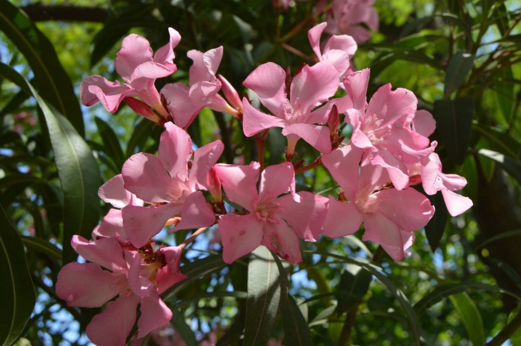 Une plante de laurier rose en pleine floraison