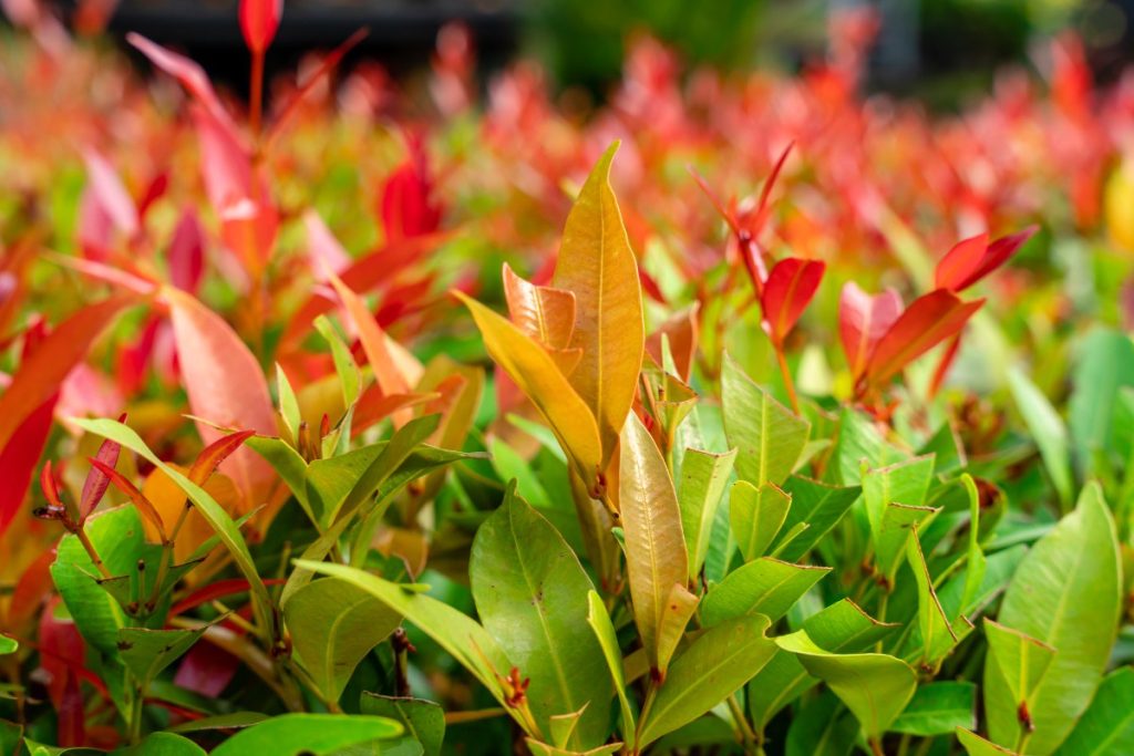 Des photinia plantés dans le jardin
