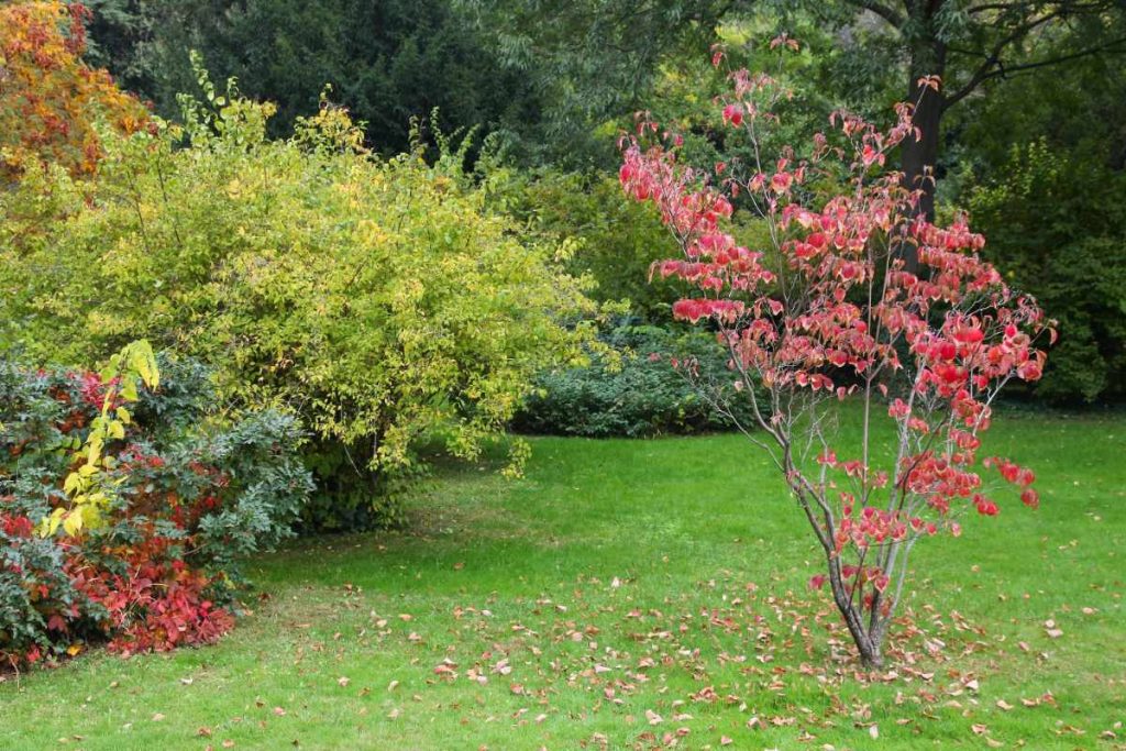Plante de photinia dans un jardin, qui perd ses feuilles