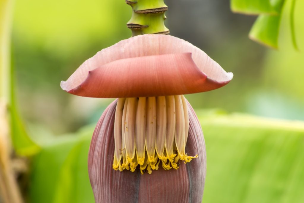 Votre bananier est en fleur : quelles actions entreprendre pour obtenir des fruits ? Un bananier en fleurs