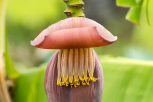 Votre bananier est en fleur : quelles actions entreprendre pour obtenir des fruits ?