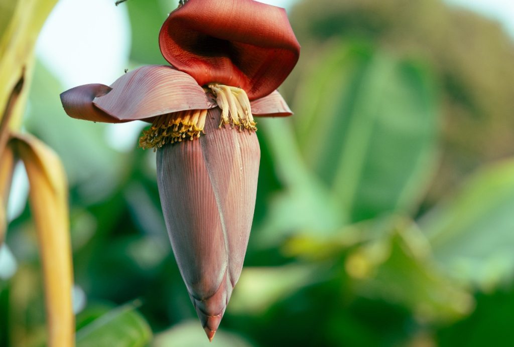 Une fleur de bananier suspendue