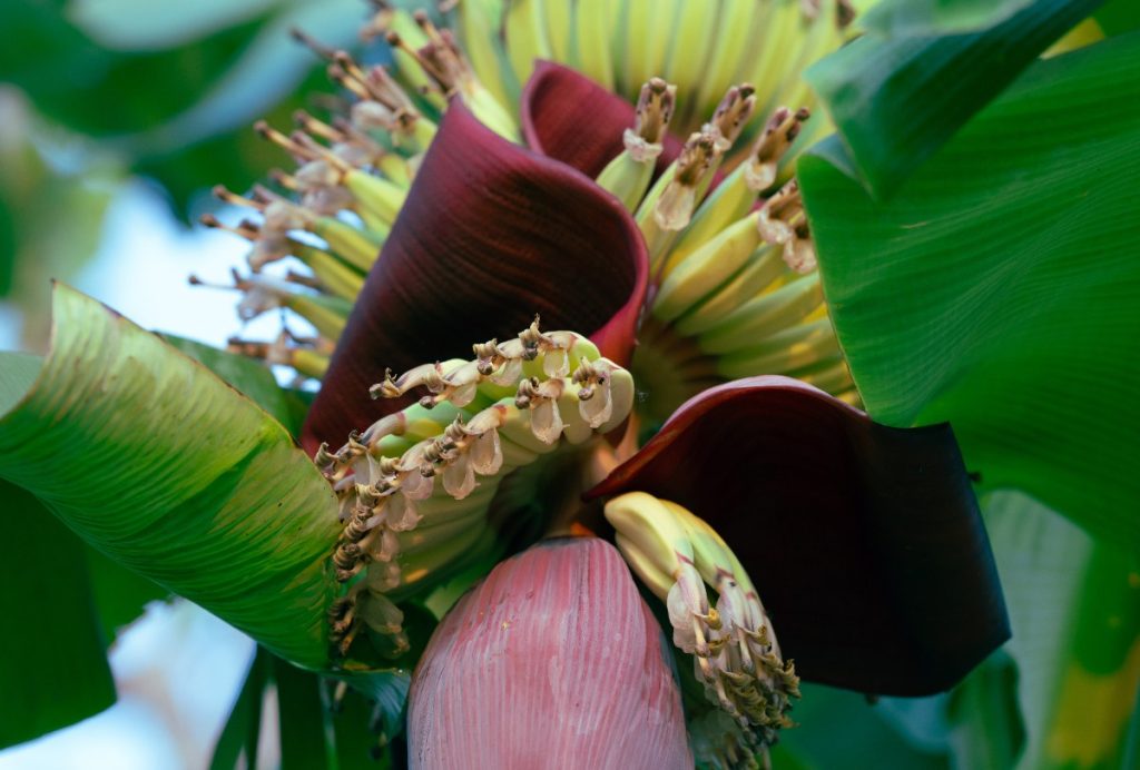 Une fleur de bananier avec des jeunes fruits