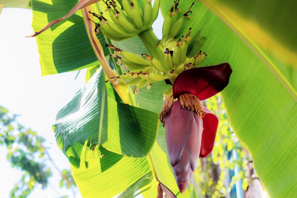 Votre bananier est en fleur : quelles actions entreprendre pour obtenir des fruits ? Des fleurs et des fruits de bananier