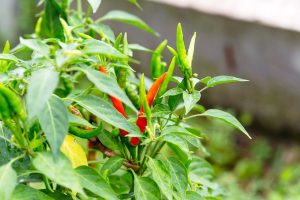 Combien d&rsquo;années un pied de piment peut-il produire si on en prend bien soin ?