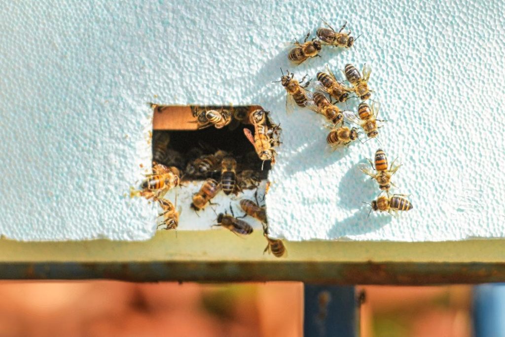 Des abeilles sortant du mur