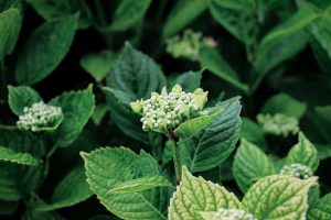 Quelles maladies touchent le plus souvent les hortensias et comment les soigner ?
