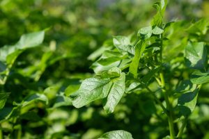 Les feuilles du plant de pomme de terre peuvent-elles être consommées sans danger ?