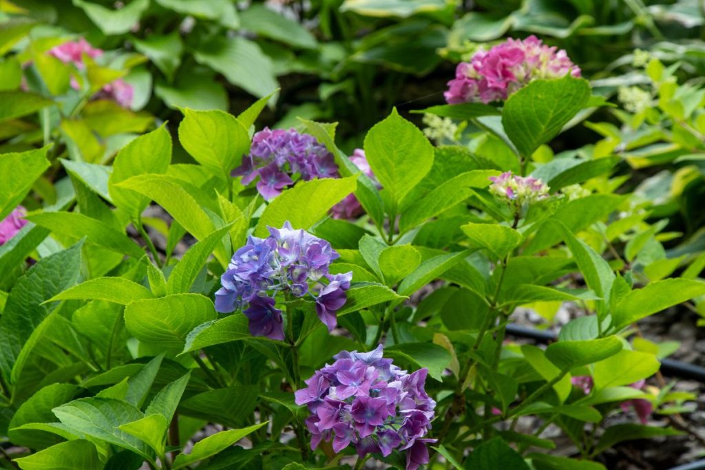 Des fleurs d'hortensia dans le jardin