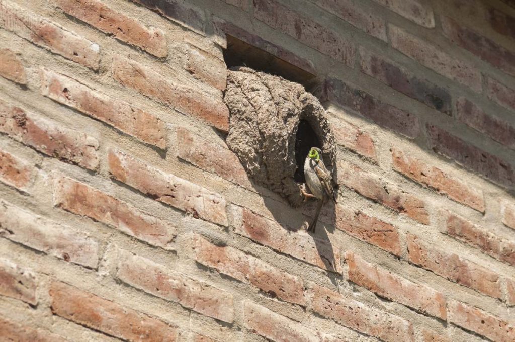 Un oiseau perché hors de son nid sur un mur