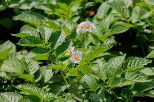 Les feuilles du plant de pomme de terre peuvent-elles être consommées sans danger ?