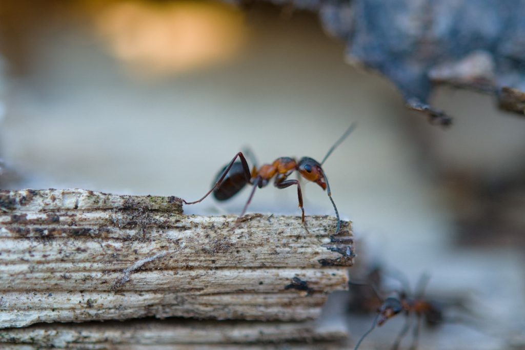 Fourmis marchant sur un bois texturé